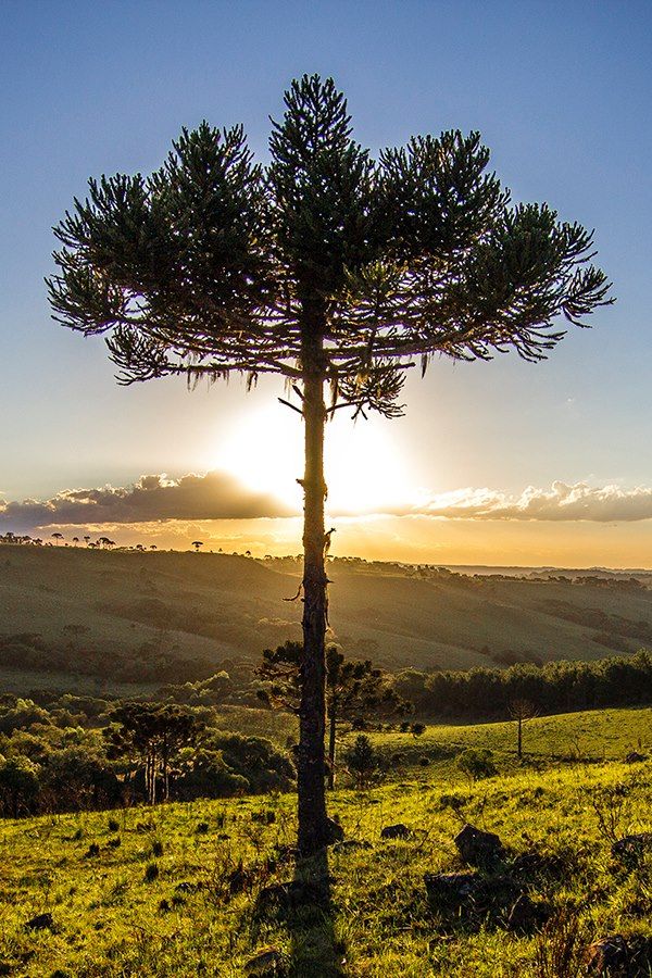 Araucaria Tree at Sunset